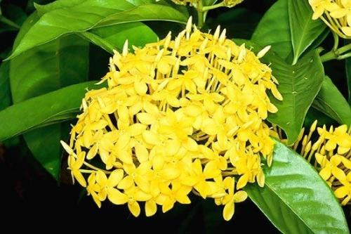 Иксора - огненный экзот с безупречными листьями? 03