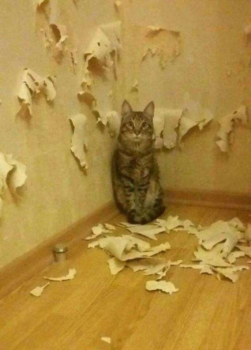 В доме обязательно должен быть котик. 07