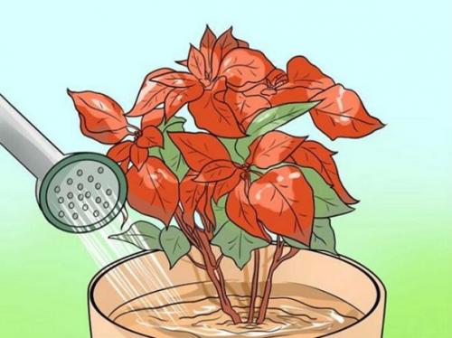 Особенности выращивания Рождественской Звезды (пошаговая инструкция). 03