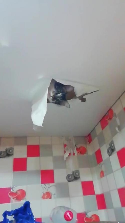 В доме обязательно должен быть котик. 06