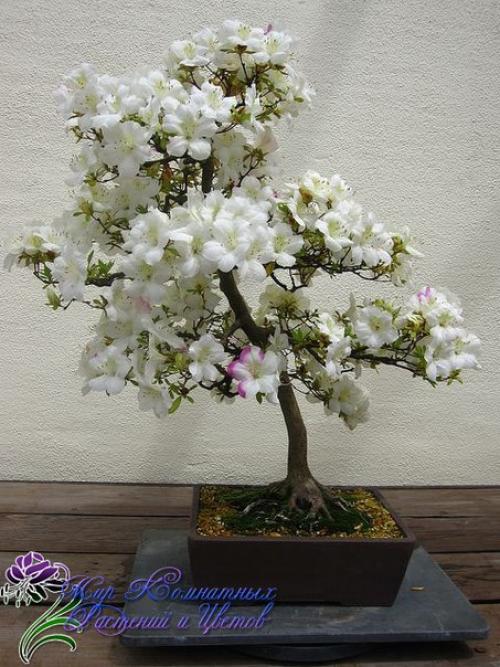 Азалия (Azalea) - королева цветочного царства? 01