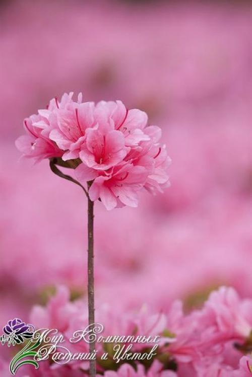 Азалия (Azalea) - королева цветочного царства? 04