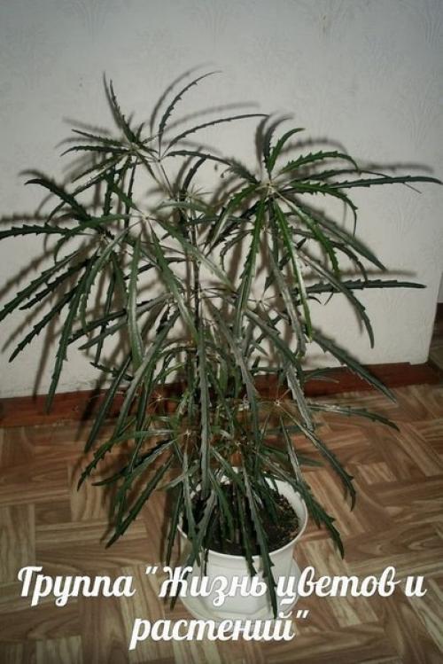 Дизиготека.  Правильный уход. 08