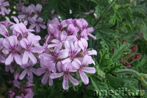 Виды пеларгоний.  Это важно знать. 04