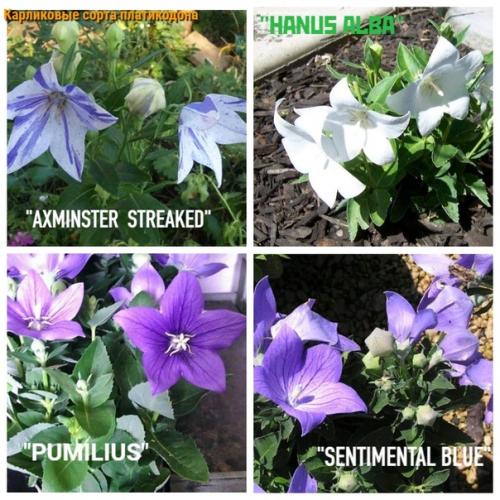 Знакомьтесь ещё многолетник для вашего цветника - платикодон (колокольчик Широкая Чаша). 05