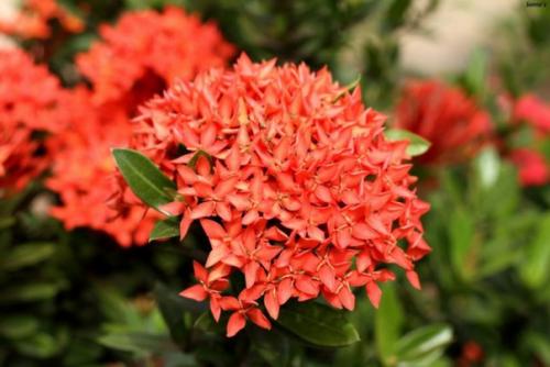 Иксора - огненный экзот с безупречными листьями? 07