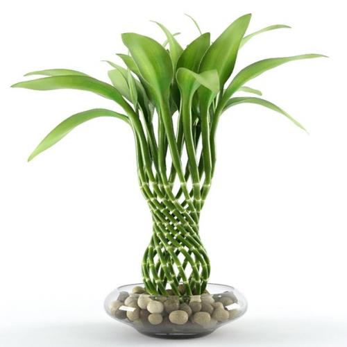 Тренд последних лет - неприхотливый комнатный бамбук. 01