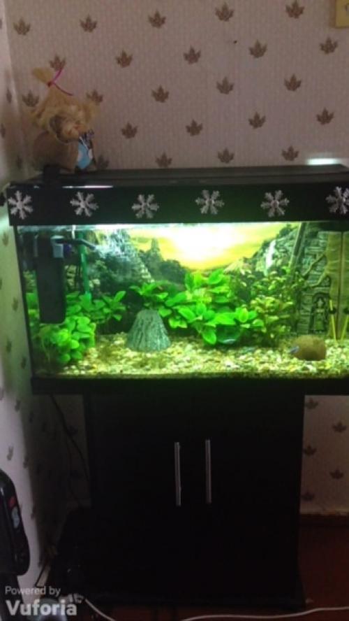 Предлагается к продаже настоящая классика: аквариум Juwel RIO 125 LED. 01