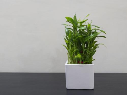 Тренд последних лет - неприхотливый комнатный бамбук. 04