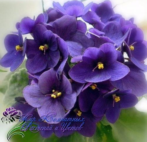 Фиалки в интерьере квартиры. Фиалка узамбарская? 

Сенполия (фиалка) - одно из самых популярных цветущих комнатных растений.