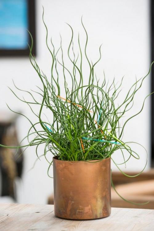 Ситник, или джункус - дерзкая современность? 02 Ситник, или джункус - дерзкая современность? 02