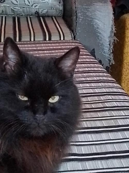 Чёрная банда!  Мелкому на фото 3-4 месяца.