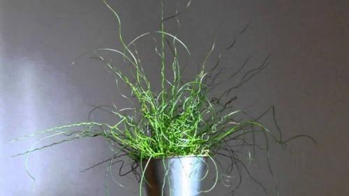 Ситник, или джункус - дерзкая современность? 03 Ситник, или джункус - дерзкая современность? 03