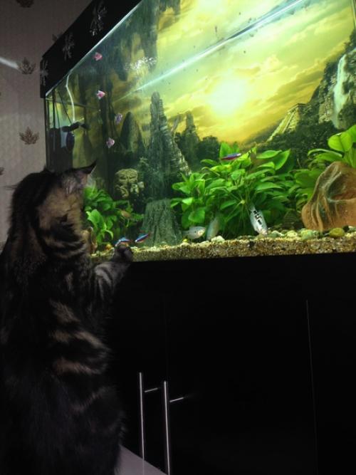 Предлагается к продаже настоящая классика: аквариум Juwel RIO 125 LED. 03