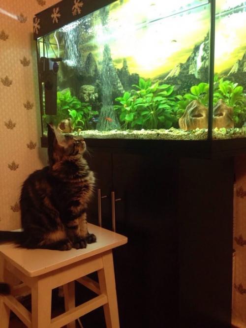 Предлагается к продаже настоящая классика: аквариум Juwel RIO 125 LED. 02