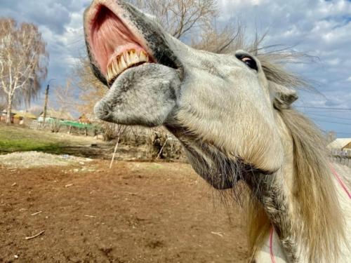Порадуйте себя в год лошади картиной нарисованной лошадью. 04 Порадуйте себя в год лошади картиной нарисованной лошадью. 04