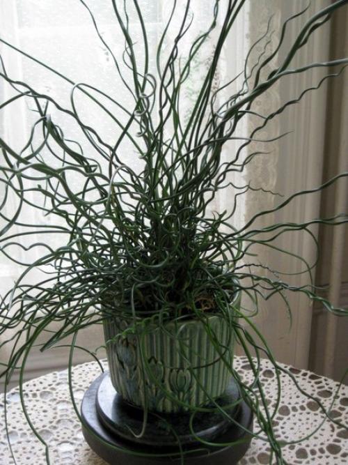 Ситник, или джункус - дерзкая современность? 01 Ситник, или джункус - дерзкая современность? 01