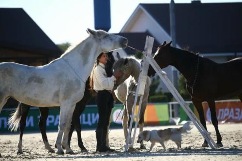 Порадуйте себя в год лошади картиной нарисованной лошадью. 03 Порадуйте себя в год лошади картиной нарисованной лошадью. 03