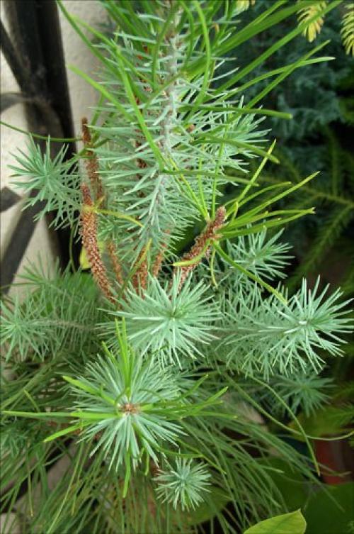 Как сохранить хвойные, подаренные к новогодним праздникам. 01