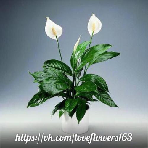 Спатифиллум или Женское Счастье. 01