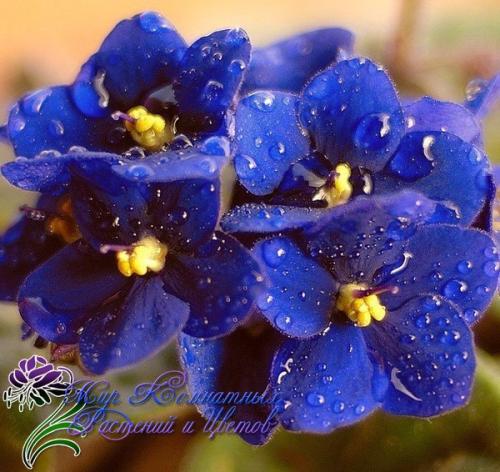 Фиалки в интерьере квартиры. Фиалка узамбарская? 

Сенполия (фиалка) - одно из самых популярных цветущих комнатных растений.