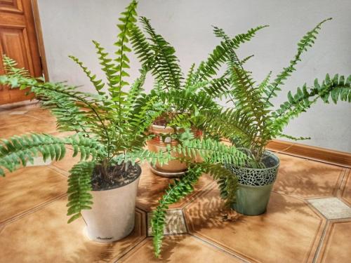 Папоротники в моём доме: о нюансах ухода и любви к тропическим растениям.