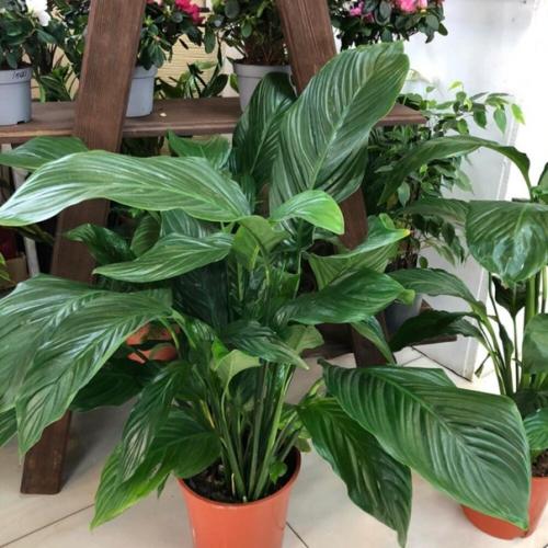 Спатифиллум - беспроигрышный вариант для начинающих. 03