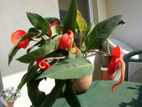 Элегантный модник антуриум. 02