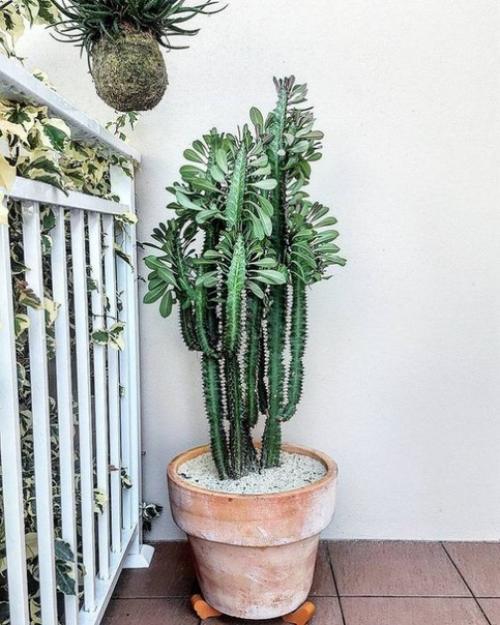 Крупные кактусы в интерьере. 03