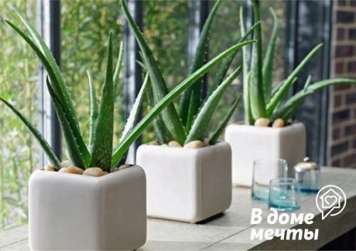 7 лучших растений для ванной комнаты: красота и уют. 03