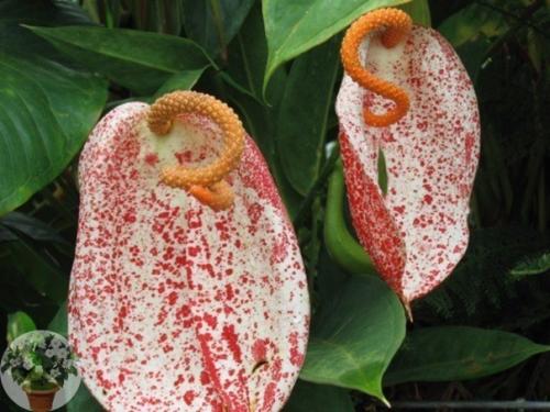 Элегантный модник антуриум. 04