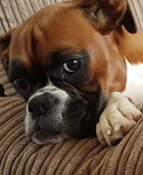 Собака любит растянуться на старом диване. 01