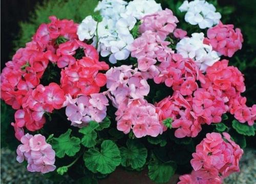 Пеларгония, или попросту герань - одно из самых популярных среди любителей домашних и садовых растений. 02