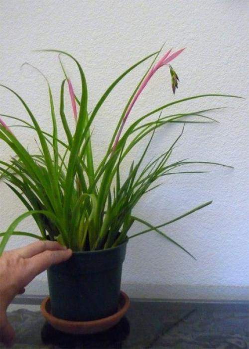 Растения цветы.  Неприхотливая и преданная бильбергия поникающая? 04