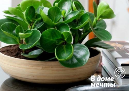 7 лучших растений для ванной комнаты: красота и уют. 07