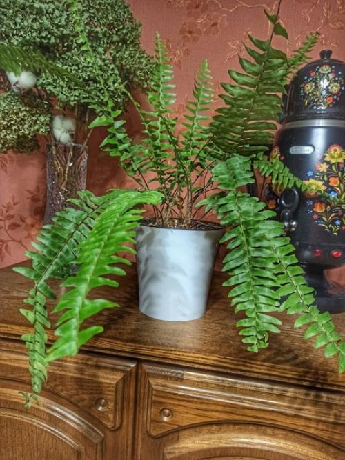 Папоротники в моём доме: о нюансах ухода и любви к тропическим растениям. 04