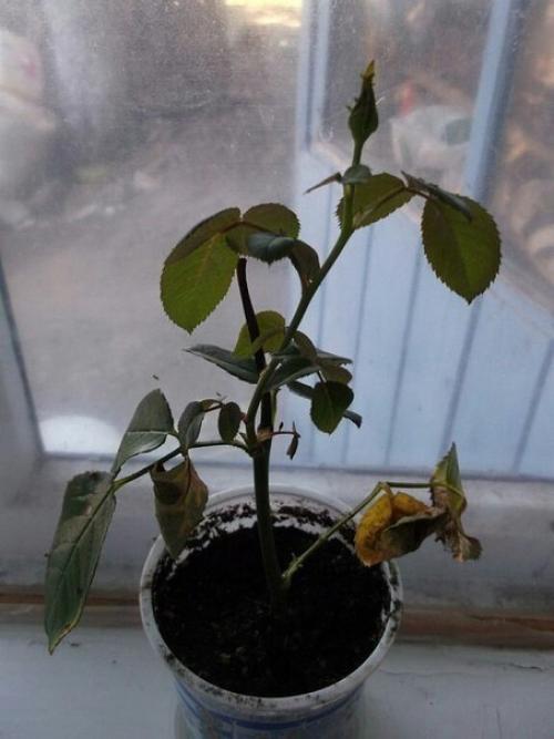 Как укоренить розу из букета. 04