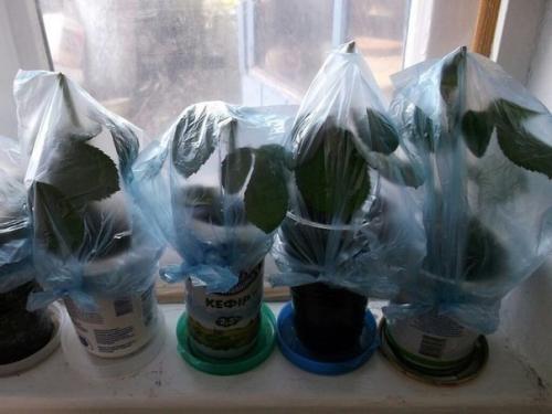 Как укоренить розу из букета. 03