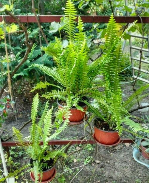 Папоротники в моём доме: о нюансах ухода и любви к тропическим растениям. 01