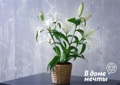 7 лучших растений для ванной комнаты: красота и уют. 02