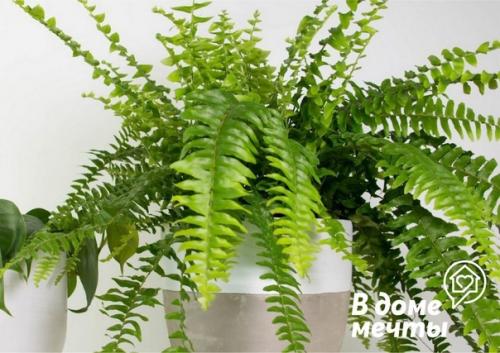 7 лучших растений для ванной комнаты: красота и уют. 06