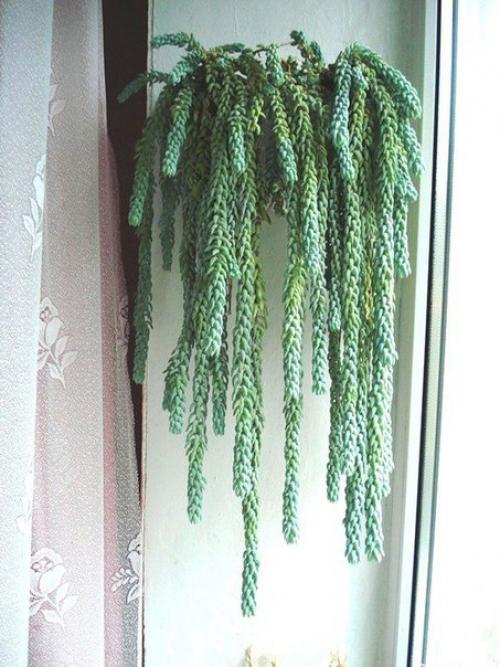 Очиток Моргана - основные моменты ухода? 02