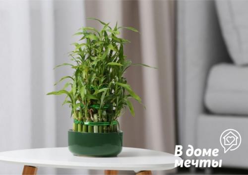 7 лучших растений для ванной комнаты: красота и уют. 05