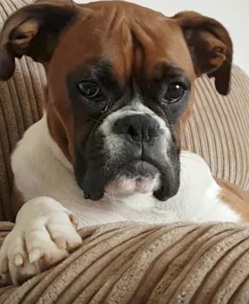 Собака любит растянуться на старом диване. 03