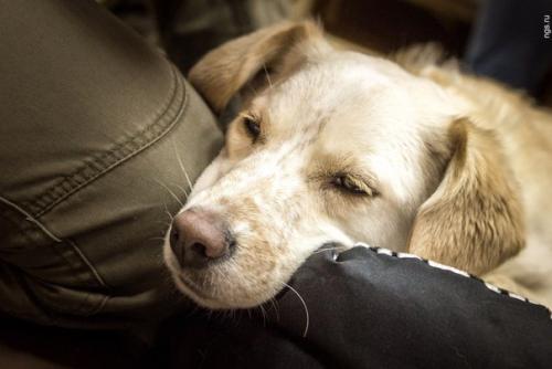В Новосибирске появилось кафе, где бродят четыре пса, - год собаки начался открытием первого в России песокафе. 02
