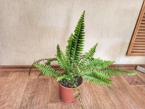 Папоротники в моём доме: о нюансах ухода и любви к тропическим растениям. 06
