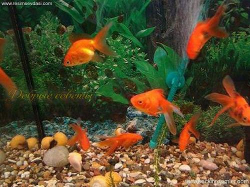 Как можно привлечь богатство и удачу по фен - ШУЙ! 02