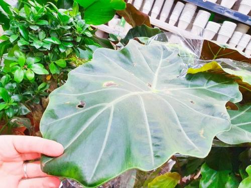 5 растений, мимо которых в магазине пройти нельзя: и хочется и колется. 06