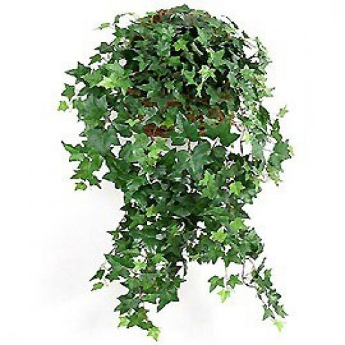 Плющ или хедера неприхотливое ампельное декоративно - лиственное растение. 01