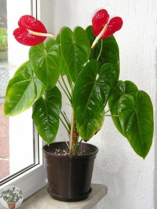 Элегантный модник антуриум. 06